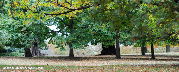 Blackheath Park, London (image courtesy of Fergus Noone)